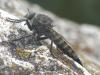 Machimus cyanopus